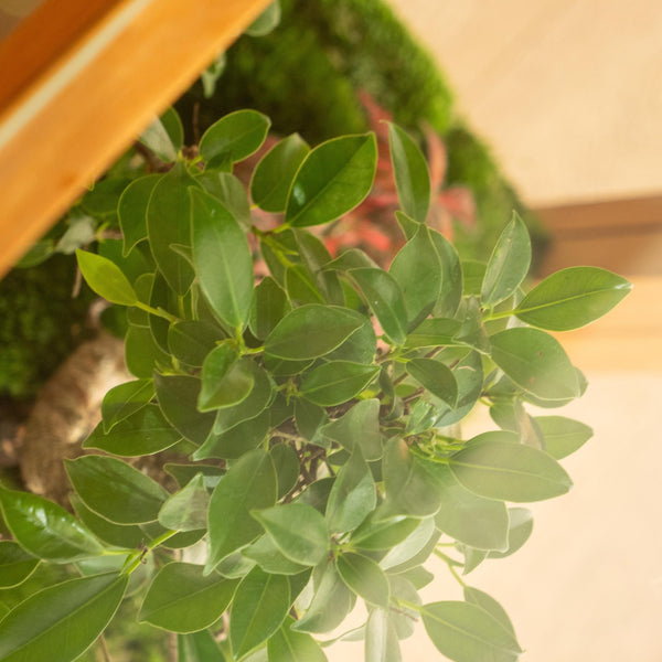 Monteverde mini - Omotesandō Plants