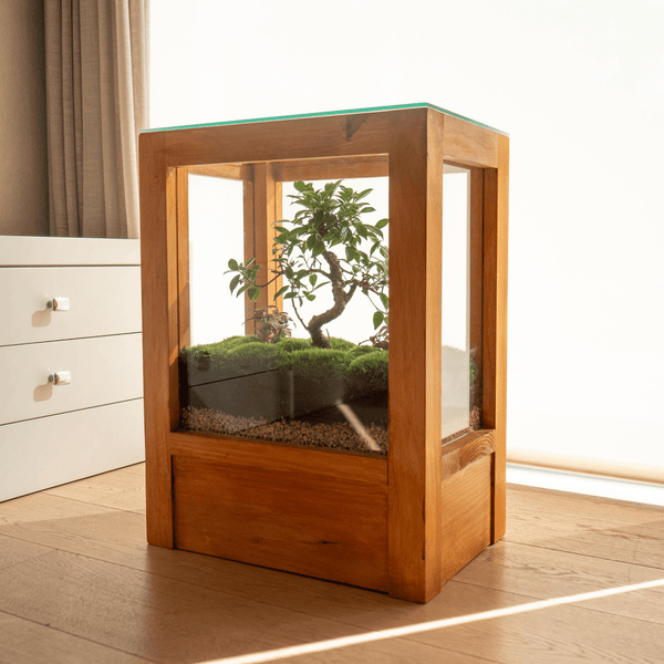 Monteverde mini - Omotesandō Plants