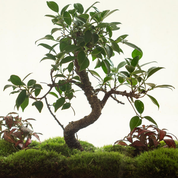Monteverde mini - Omotesandō Plants