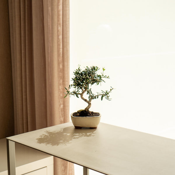 Olea Europaea - Omotesandō Plants