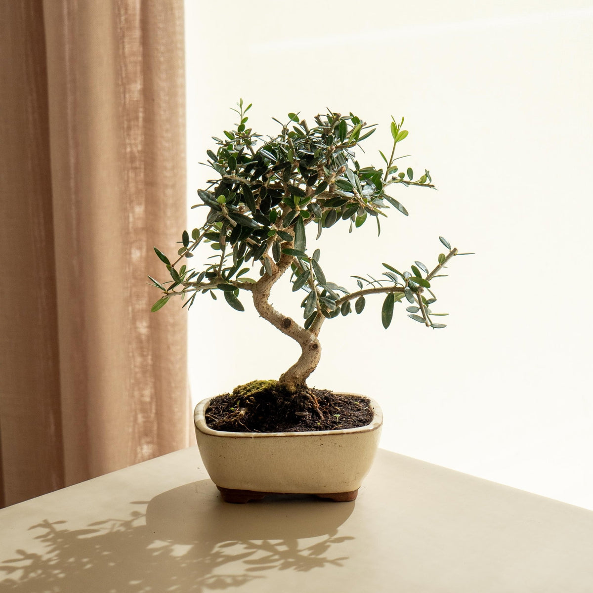 Olea Europaea - Bonsais