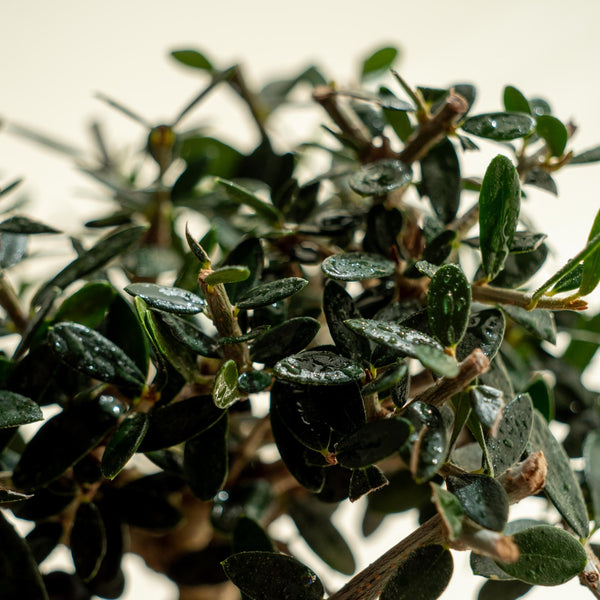 Olea Europaea - Omotesandō Plants