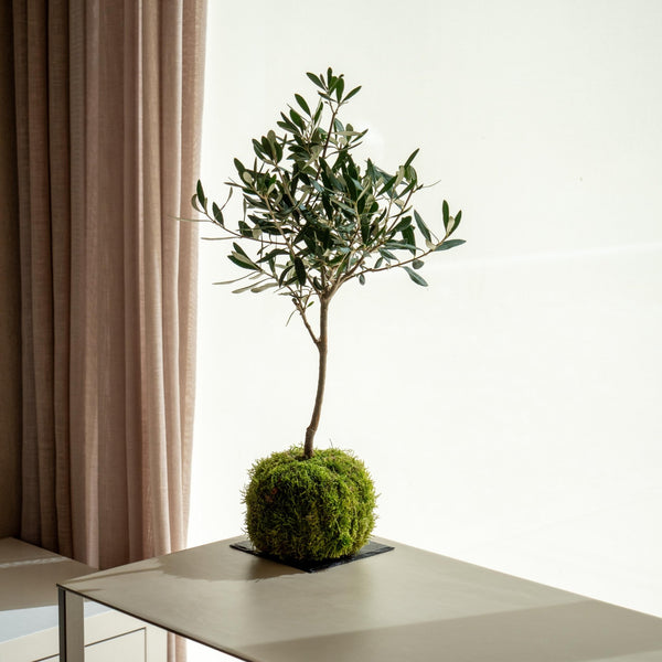 Olea Kokedama - Omotesandō Plants