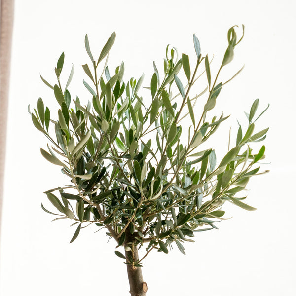 Olivo kokedama - Omotesandō Plants