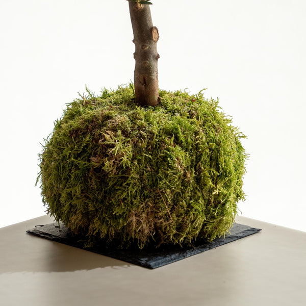 Olivo kokedama - Omotesandō Plants