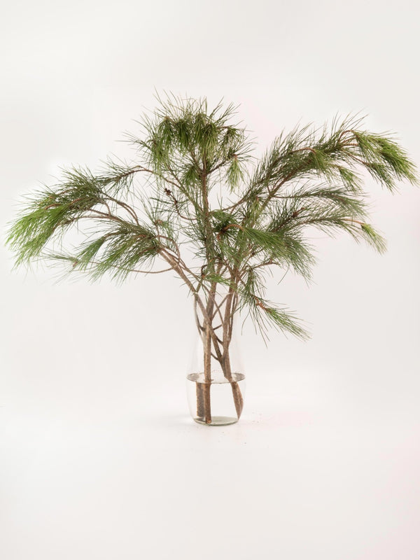 Pino - Omotesandō Plants