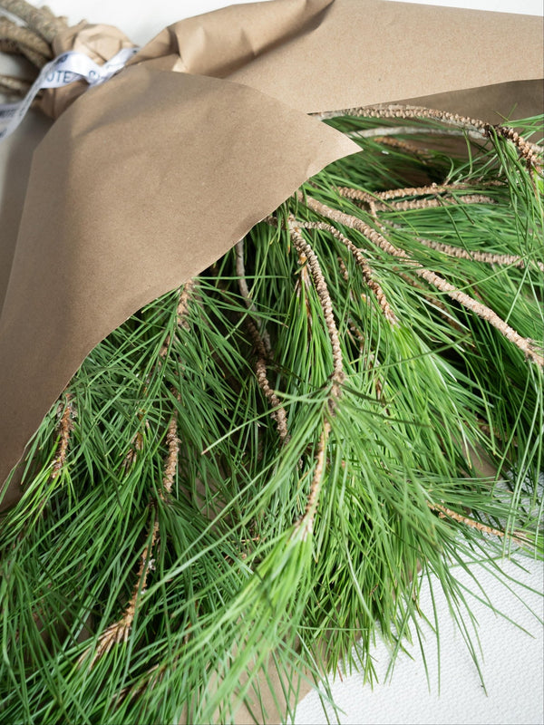 Pino - Omotesandō Plants