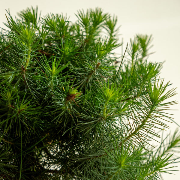 Pinus Halepensis - Omotesandō Plants