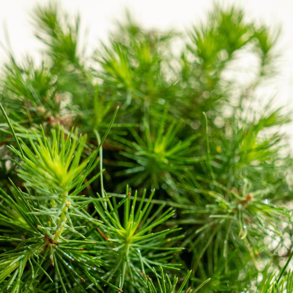 Pinus Halepensis - Omotesandō Plants