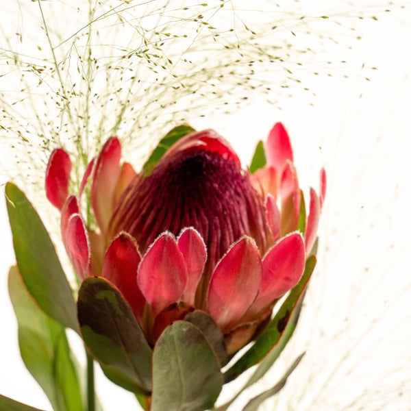 Protea - Omotesandō Plants