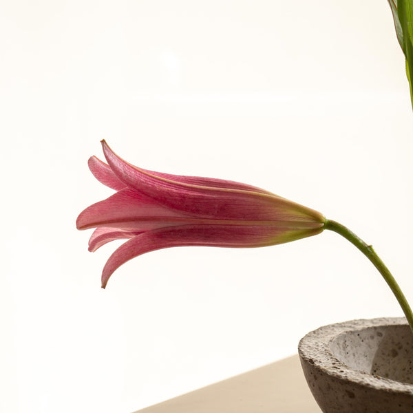 Protea - Omotesandō Plants