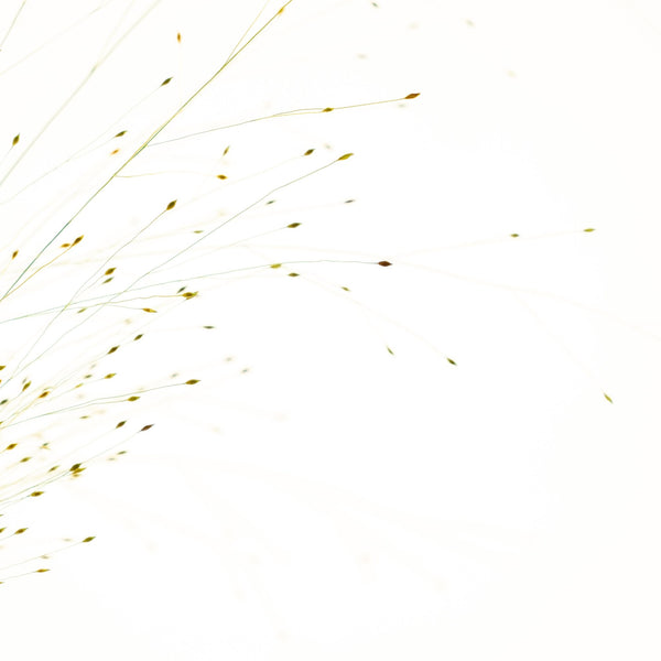 Protea - Omotesandō Plants