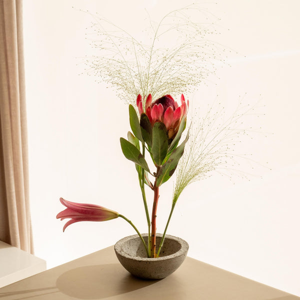 Protea - Omotesandō Plants