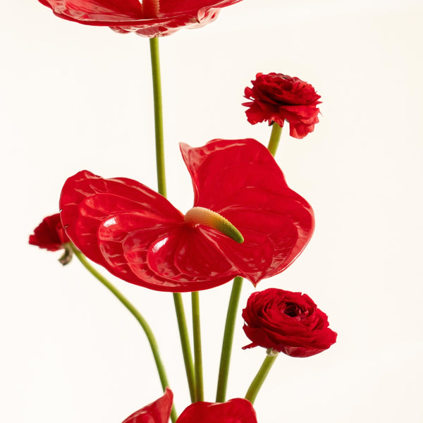 Ranun - Omotesandō Plants