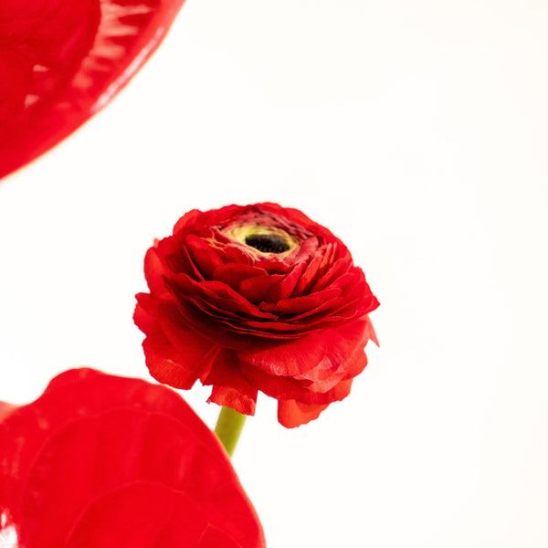 Ranun - Omotesandō Plants