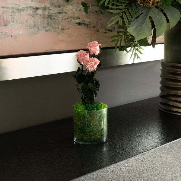 Red Garden - Omotesandō Plants