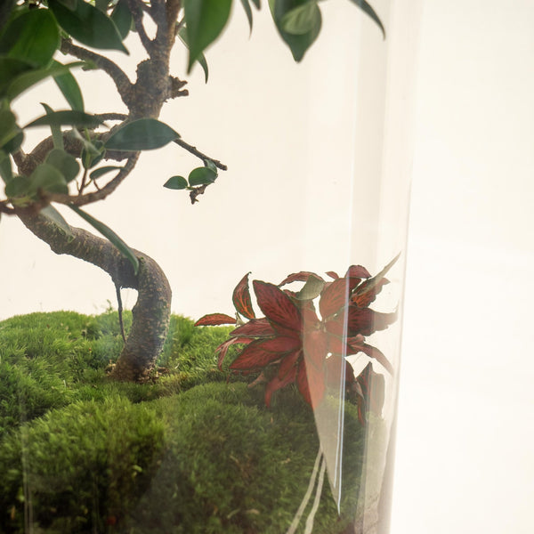 Retusa Jungle - Omotesandō Plants