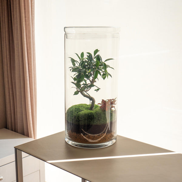 Retusa Jungle - Omotesandō Plants