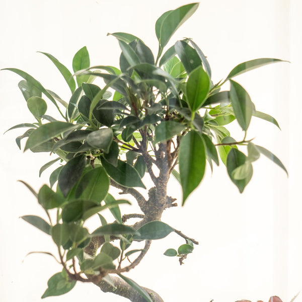 Retusa Jungle - Omotesandō Plants