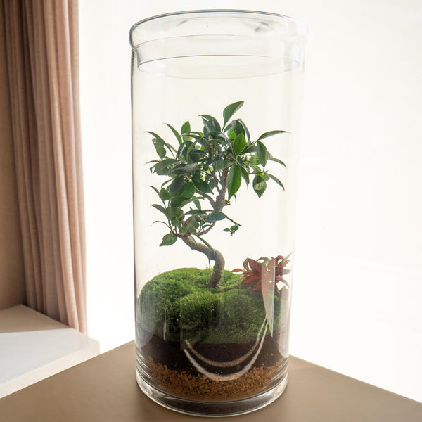 Retusa Jungle - Omotesandō Plants