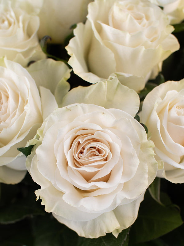 Rosas Blancas - Elige la cantidad que desees - Omotesandō Plants