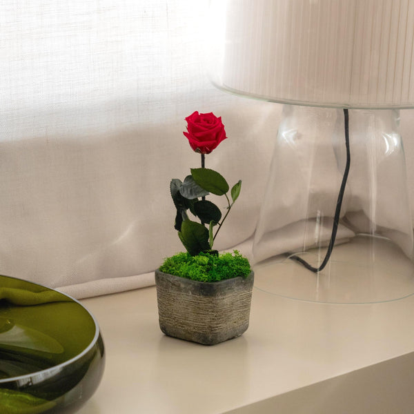 Rose - Omotesandō Plants