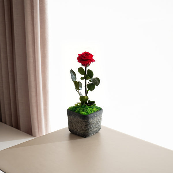 Rose - Omotesandō Plants