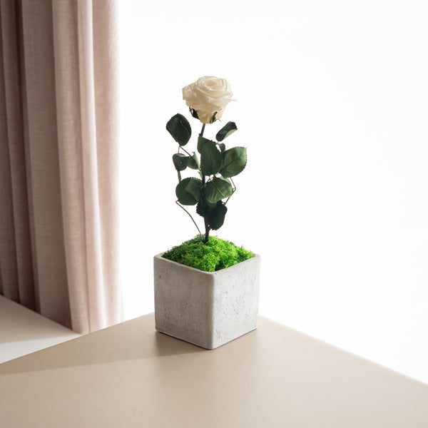 Rose Pot - Omotesandō Plants