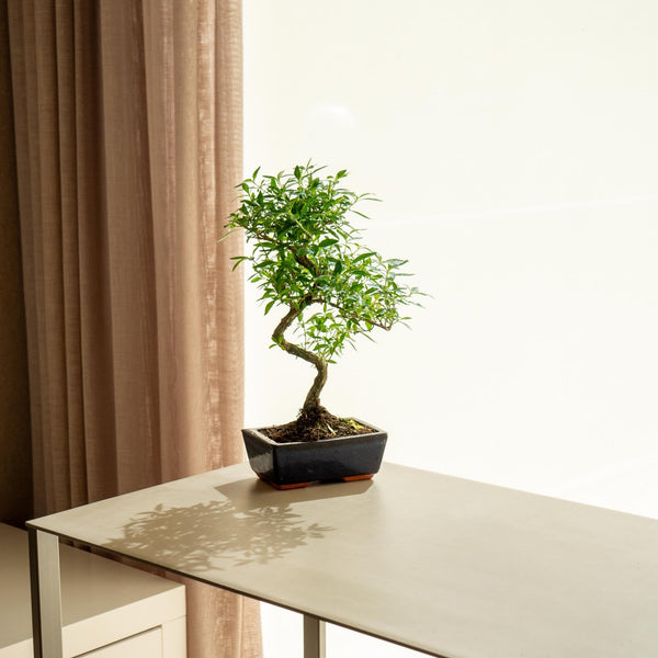 Serissa Phoetida - Omotesandō Plants