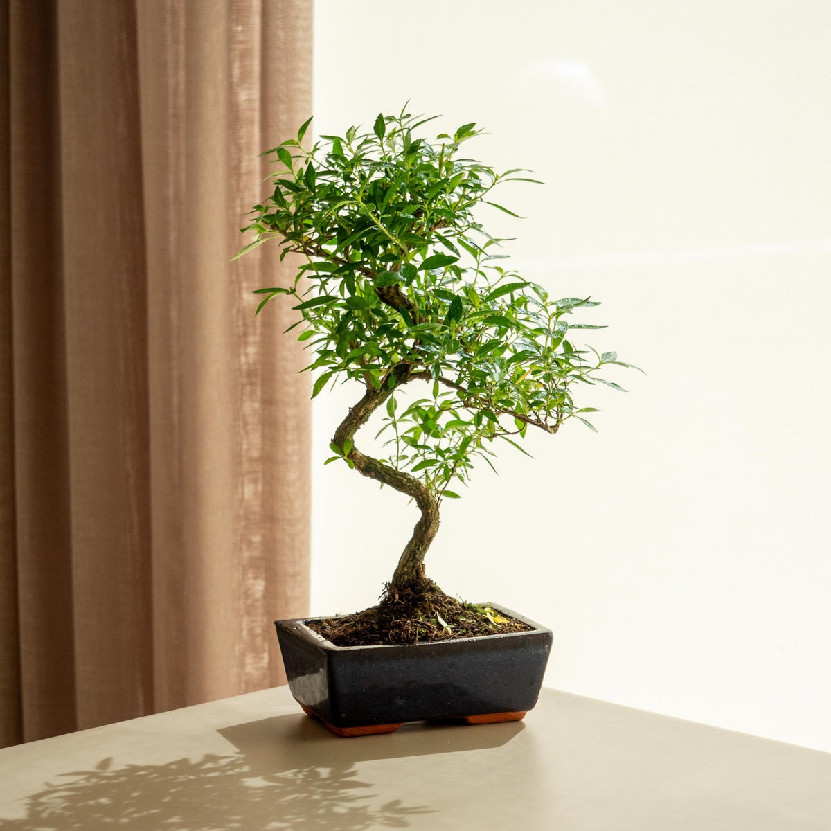 serissa bonsai tree care Serissa Phoetida · Buy flowering bonsai · Omotesandō Plants