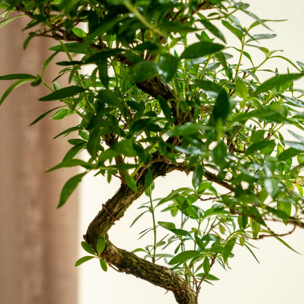 Serissa Phoetida - Omotesandō Plants