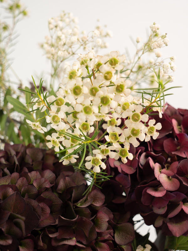 Sweet - Omotesandō Plants