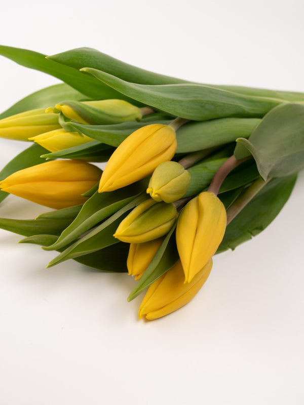 Tulipas amarillas - Omotesandō Plants