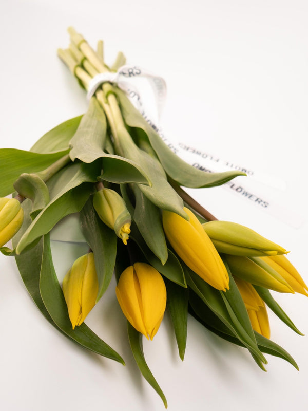 Tulipas amarillas - Omotesandō Plants