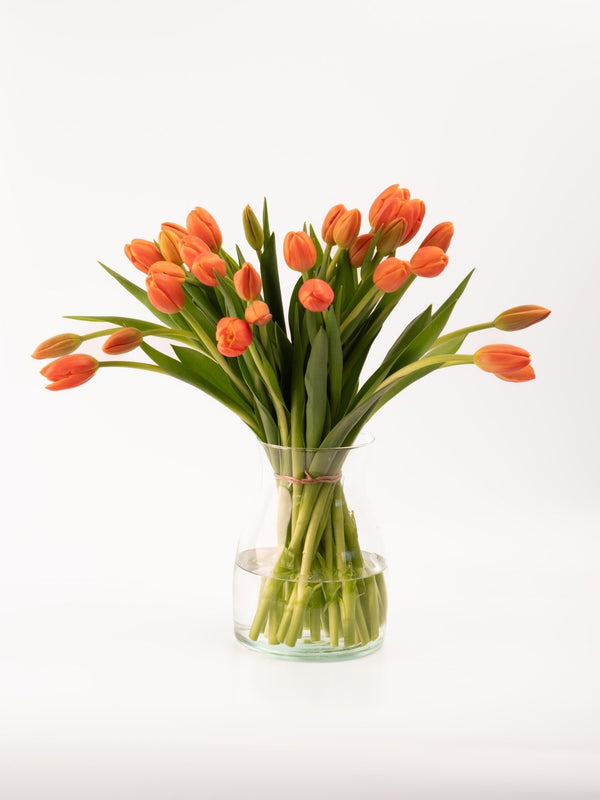 Tulipas naranjas - Omotesandō Plants