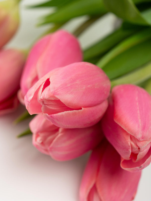 Tulipas rosas - Omotesandō Plants