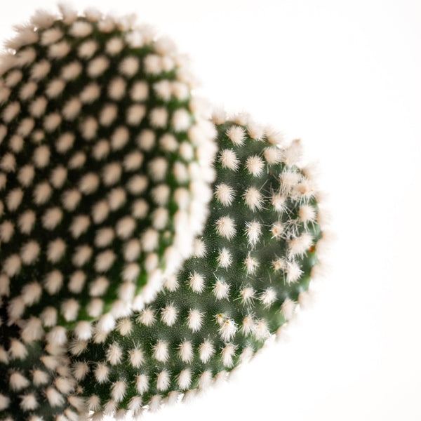 Albis - Omotesandō Plants