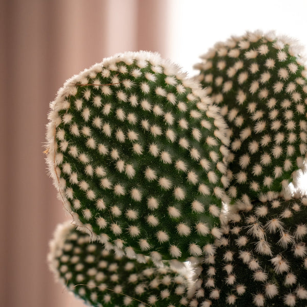 Albis - Omotesandō Plants