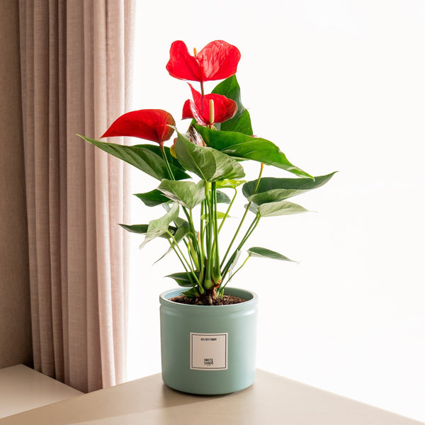 Anthurium Rojo - Omotesandō Plants