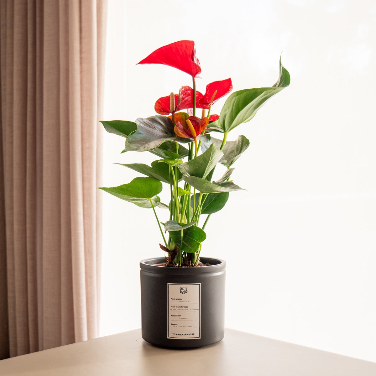Anthurium Red · Buy indoor plant with message · Omotesandō Plants