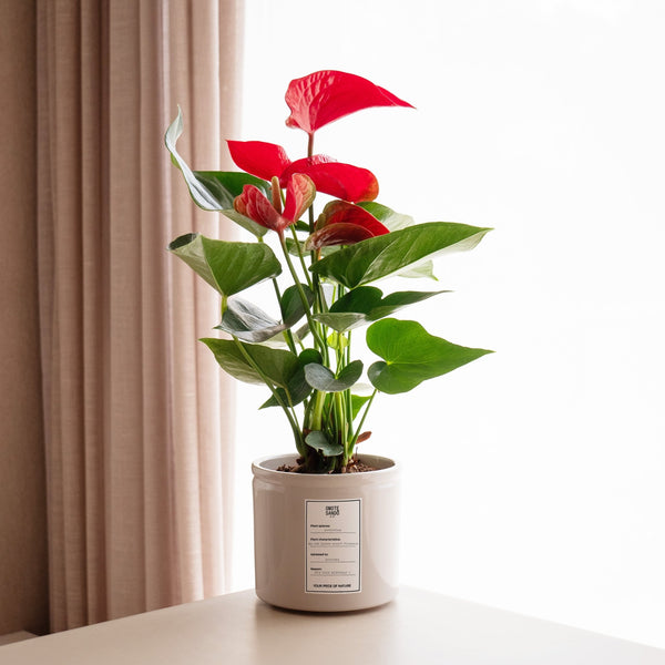 Anthurium Rojo - Omotesandō Plants