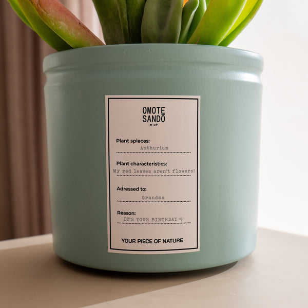 Anthurium Rojo - Omotesandō Plants