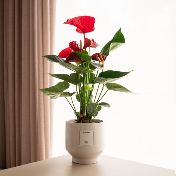 Anthurium Rojo - Omotesandō Plants