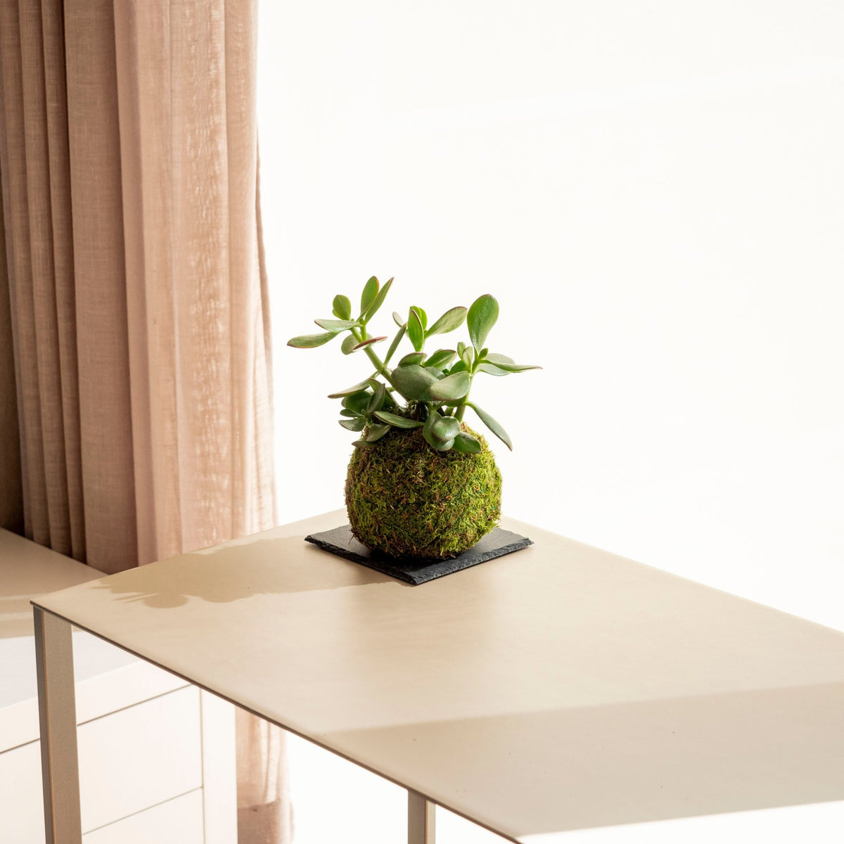jade plant kokedama Jade Tree Kokedama · Buy online · Omotesandō Plants