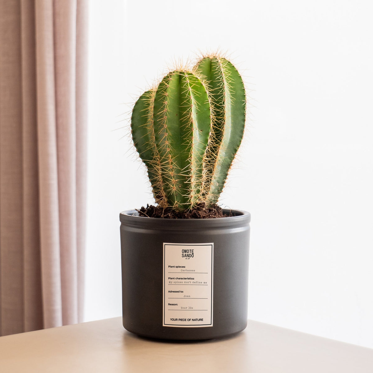 Cactus Cactace - Plants with a message