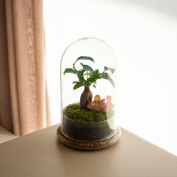 Cúpula Jungle - Omotesandō Plants