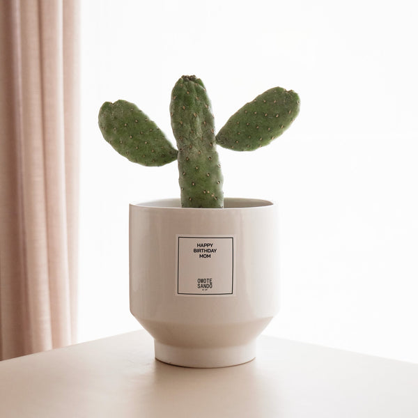 Opuntia - Omotesandō Plants