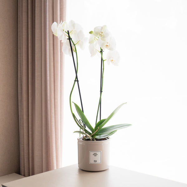 Orquídea blanca - Omotesandō Plants