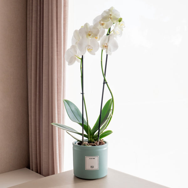 Orquídea blanca - Omotesandō Plants