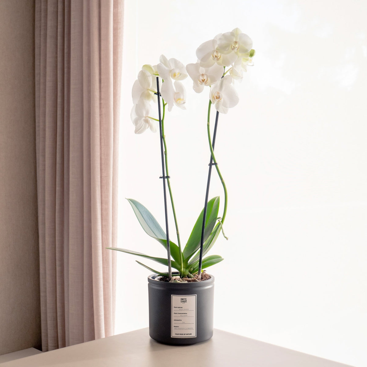 Orquídea blanca Plantas con mensaje Colección